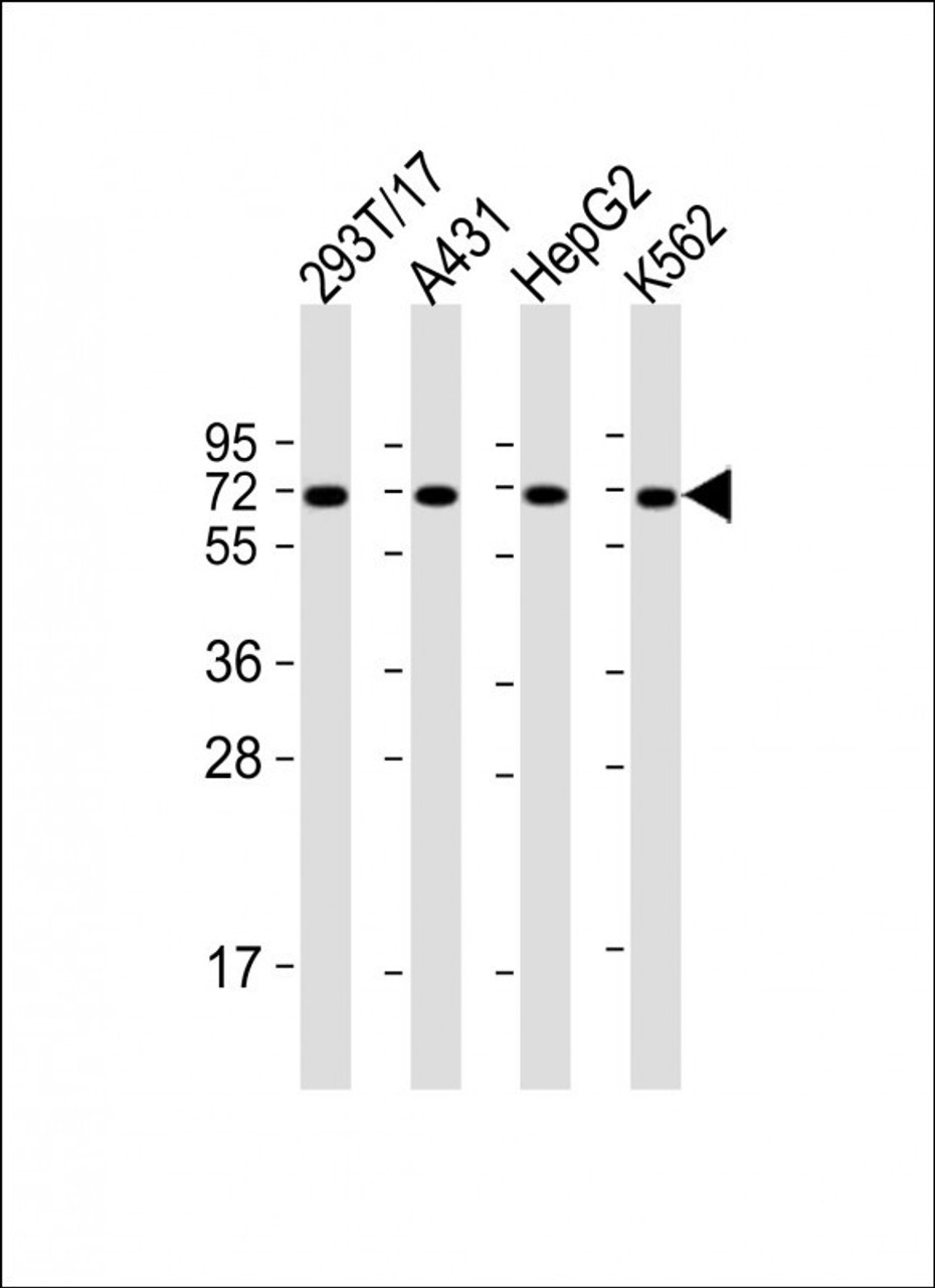Western Blot at 1:2000 dilution Lane 1: 293T/17 whole cell lysate Lane 2: A431 whole cell lysate Lane 3: HepG2 whole cell lysate Lane 4: K562 whole cell lysate Lysates/proteins at 20 ug per lane.