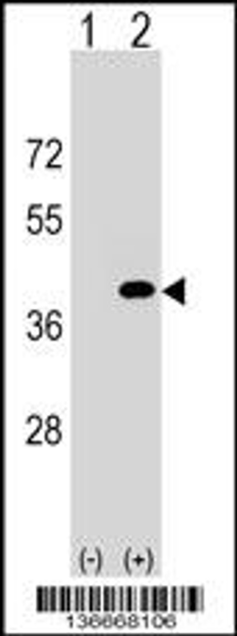 Western blot analysis of PPP1CC using rabbit polyclonal PPP1CC Antibody using 293 cell lysates (2 ug/lane) either nontransfected (Lane 1) or transiently transfected (Lane 2) with the PPP1CC gene.