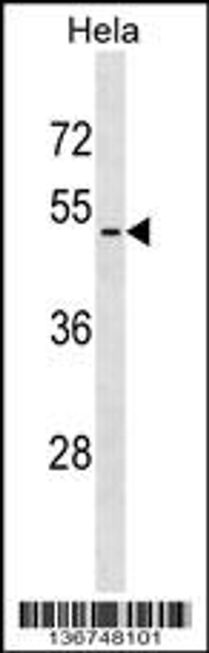 Western blot analysis in Hela cell line lysates (35ug/lane) .