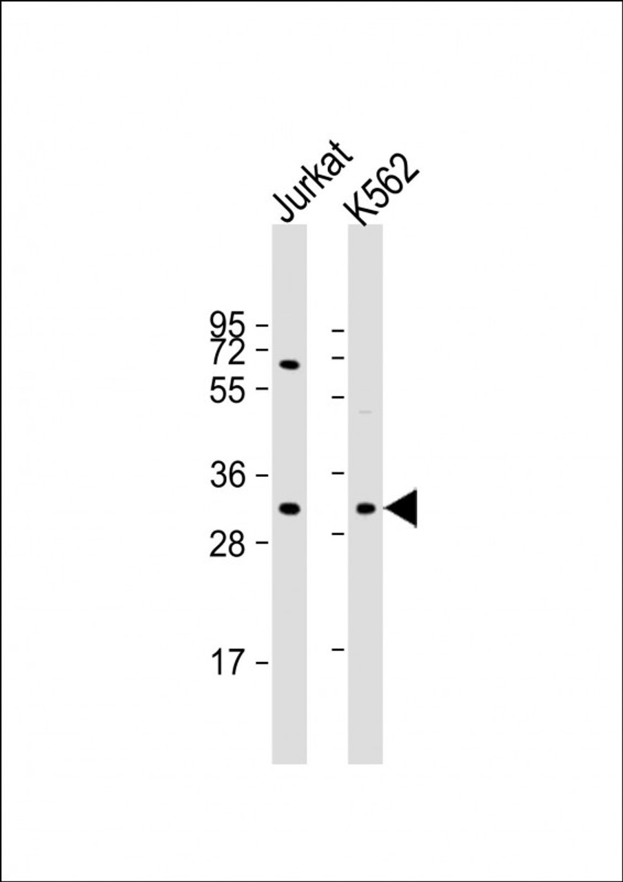 Western Blot at 1:1000 dilution Lane 1: Jurkat whole cell lysate Lane 2: K562 whole cell lysate Lysates/proteins at 20 ug per lane.