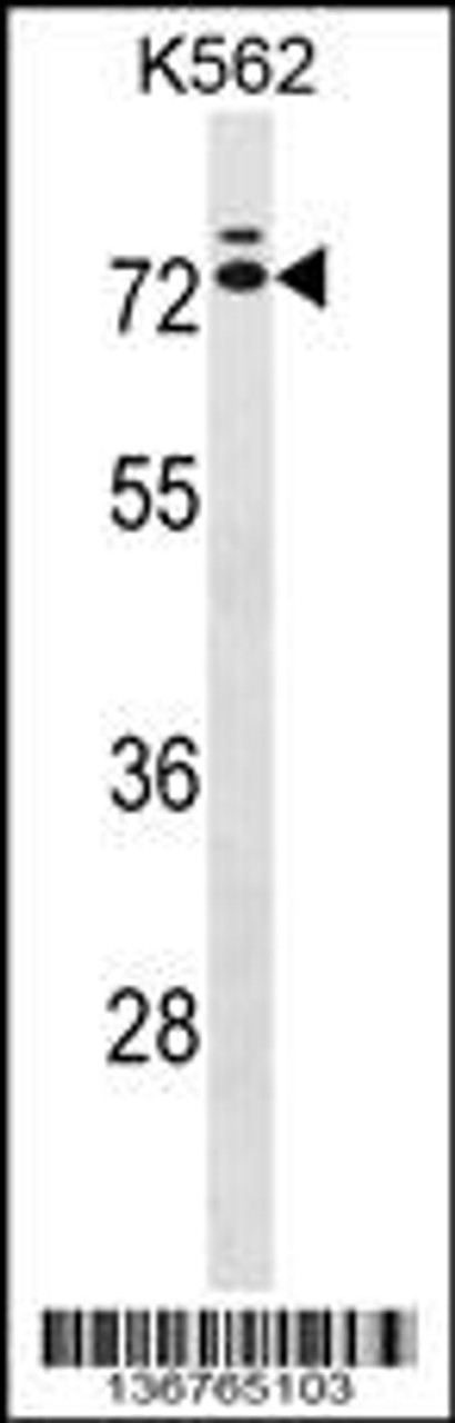 Western blot analysis in K562 cell line lysates (35ug/lane) .