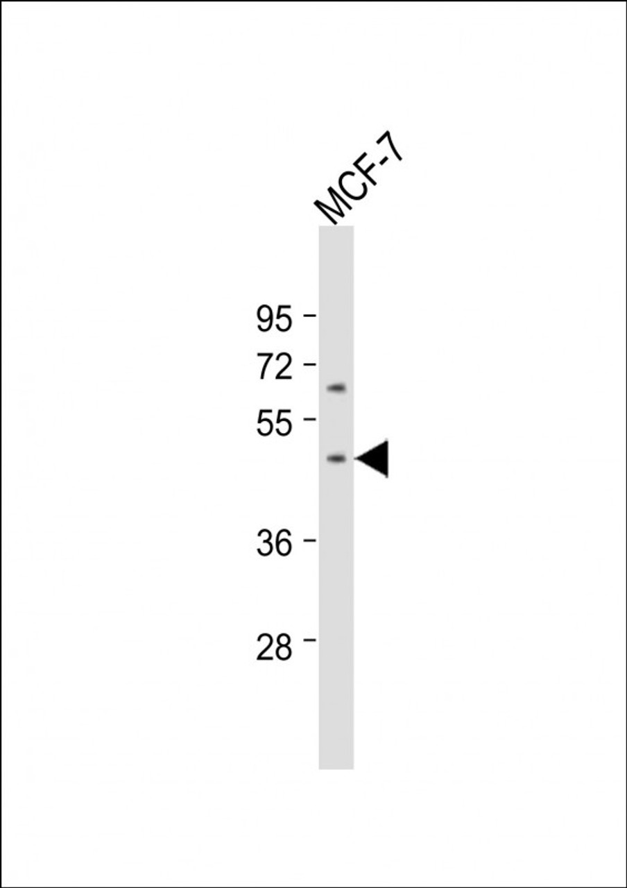 Western Blot at 1:1000 dilution + MCF-7 whole cell lysate Lysates/proteins at 20 ug per lane.