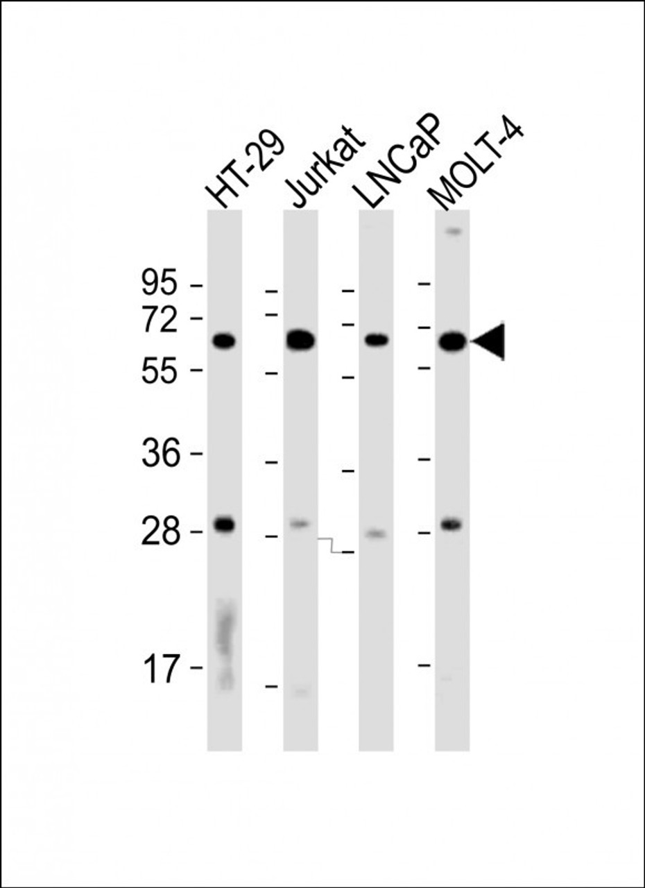 Western Blot at 1:2000 dilution Lane 1: HT-29 whole cell lysate Lane 2: Jurkat whole cell lysate Lane 3: LNCaP whole cell lysate Lane 4: MOLT-4 whole cell lysate Lysates/proteins at 20 ug per lane.