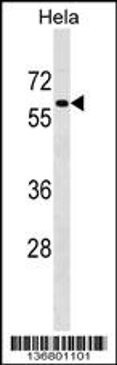 Western blot analysis in Hela cell line lysates (35ug/lane) .