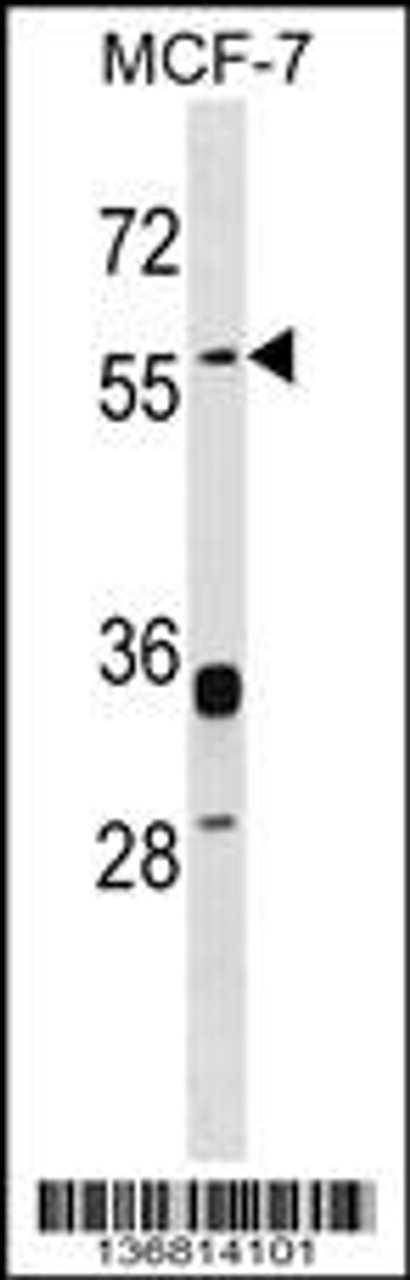 Western blot analysis in MCF-7 cell line lysates (35ug/lane) .