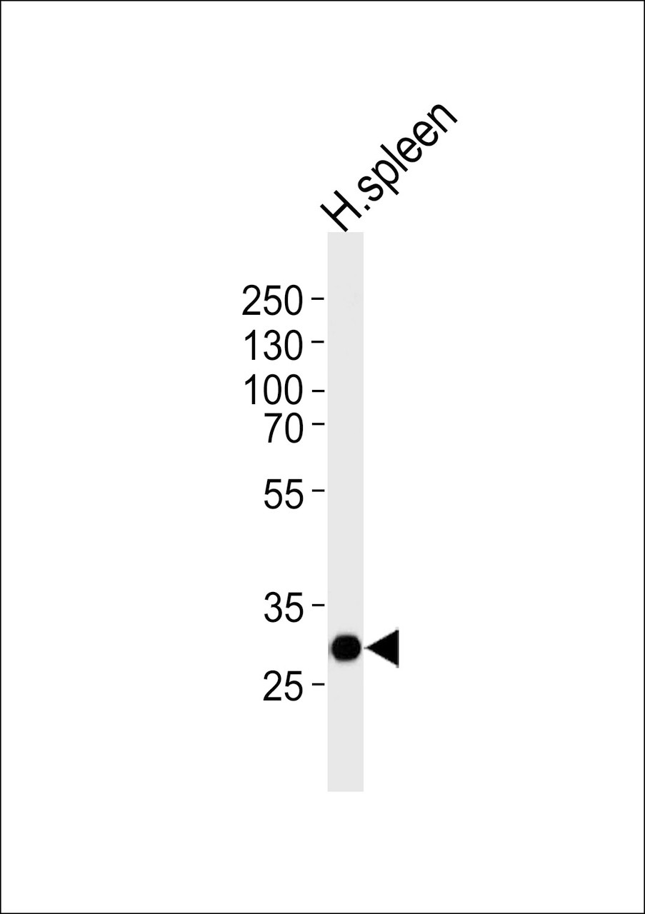 Western blot analysis of lysate from human spleen tissue lysate, using SAP30 Antibody at 1:1000 at each lane.