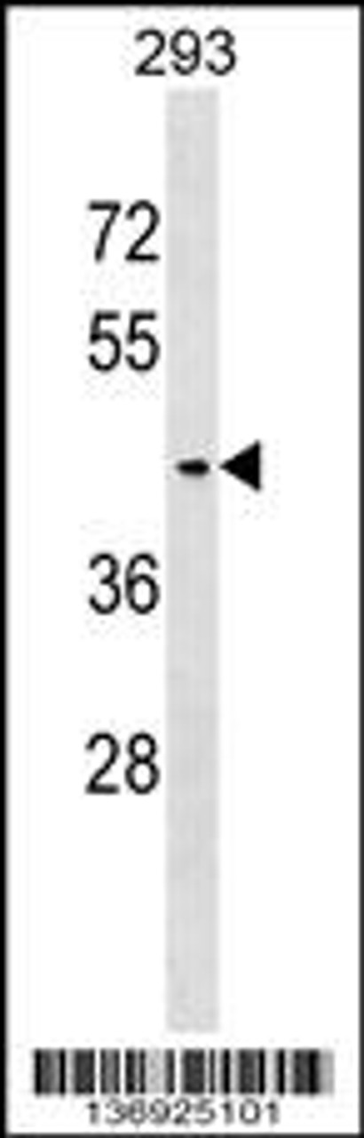 Western blot analysis in 293 cell line lysates (35ug/lane) .