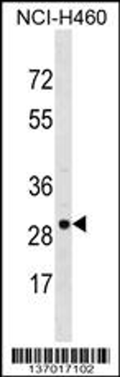 Western blot analysis in NCI-H460 cell line lysates (35ug/lane) .