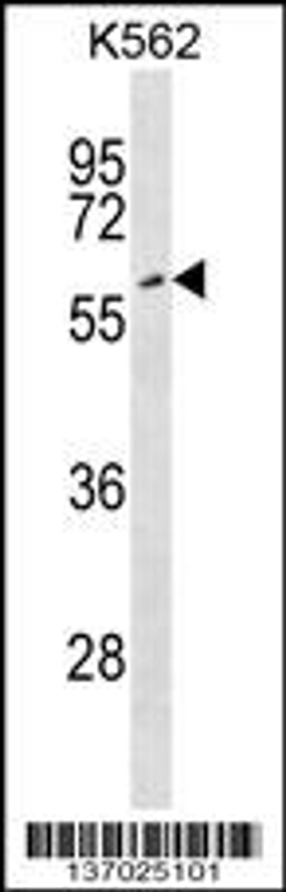 Western blot analysis in K562 cell line lysates (35ug/lane) .