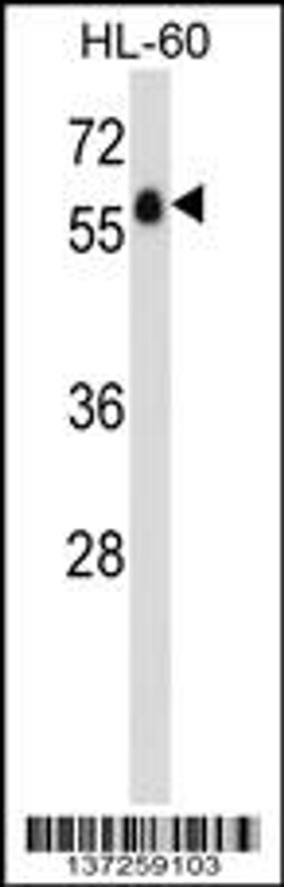 Western blot analysis in HL-60 cell line lysates (35ug/lane) .