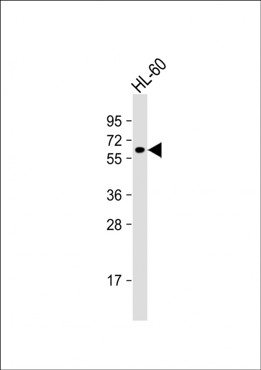 Western Blot at 1:1000 dilution + HL-60 whole cell lysate Lysates/proteins at 20 ug per lane.