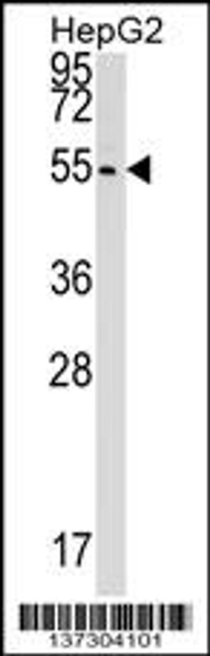 Western blot analysis in HepG2 cell line lysates (35ug/lane) .