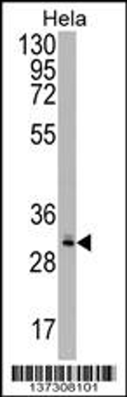 Western blot analysis in Hela cell line lysates (35ug/lane) .