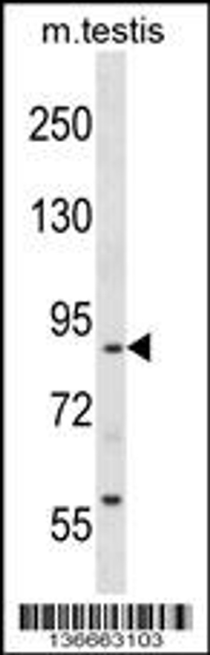 Western blot analysis in mouse testis tissue lysates (35ug/lane) .