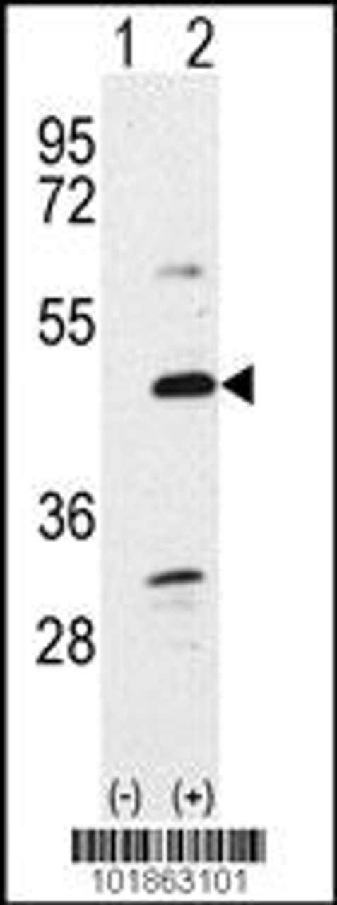 Western blot analysis of Bmp7 using rabbit polyclonal Bmp7 Antibody using 293 cell lysates (2 ug/lane) either nontransfected (Lane 1) or transiently transfected with the Bmp7 gene (Lane 2) .