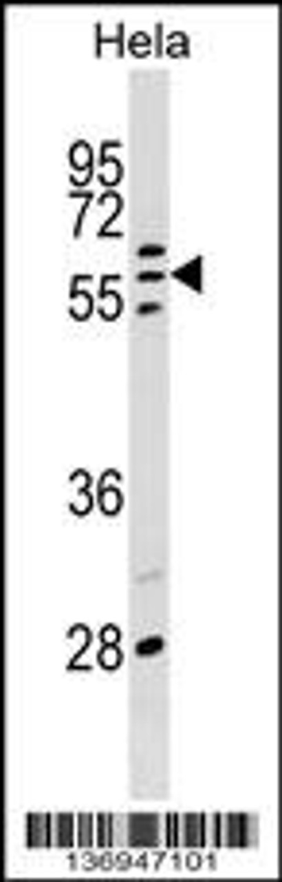 Western blot analysis in Hela cell line lysates (35ug/lane) .