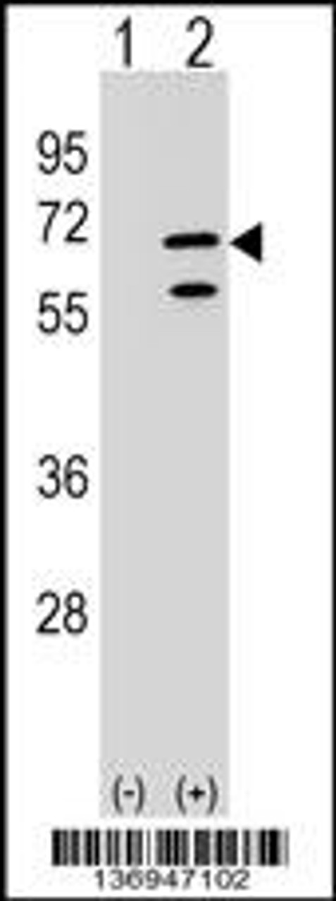 Western blot analysis of POLR3C using rabbit polyclonal POLR3C Antibody using 293 cell lysates (2 ug/lane) either nontransfected (Lane 1) or transiently transfected (Lane 2) with the POLR3C gene.