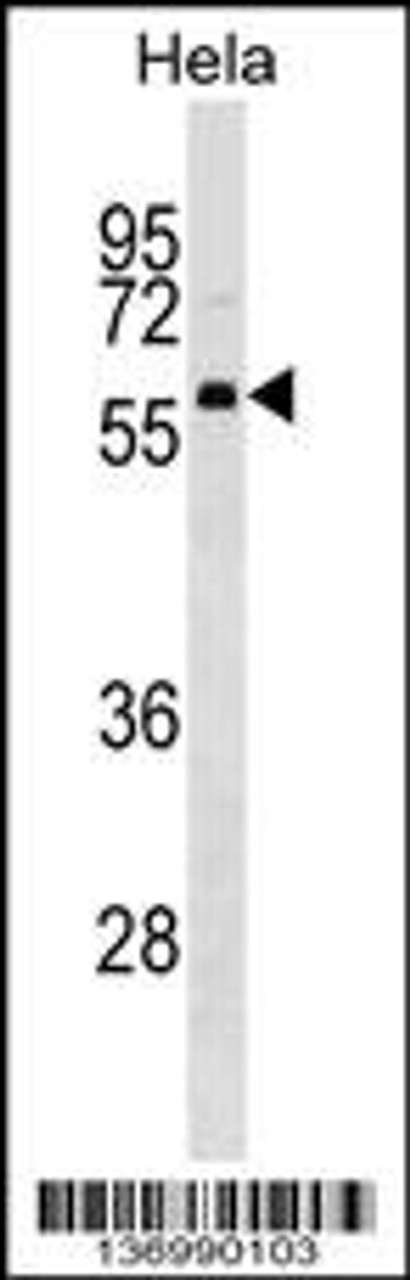 Western blot analysis in Hela cell line lysates (35ug/lane) .