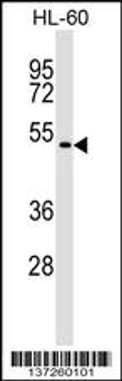 Western blot analysis in HL-60 cell line lysates (35ug/lane) .