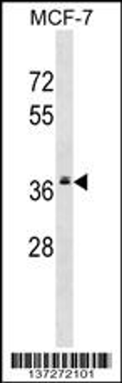 Western blot analysis in MCF-7 cell line lysates (35ug/lane) .