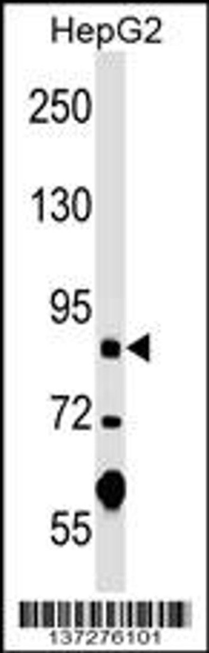 Western blot analysis in HepG2 cell line lysates (35ug/lane) .