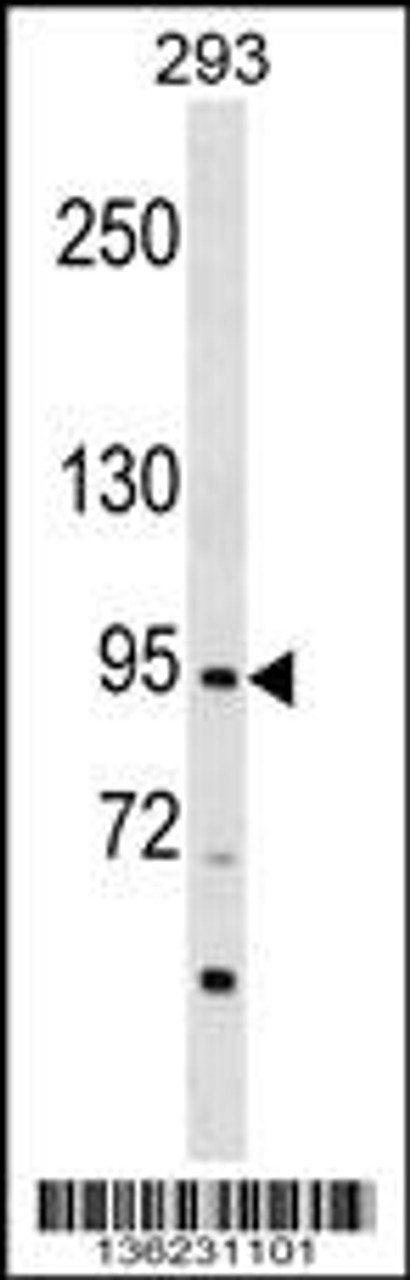 Western blot analysis in 293 cell line lysates (35ug/lane) .