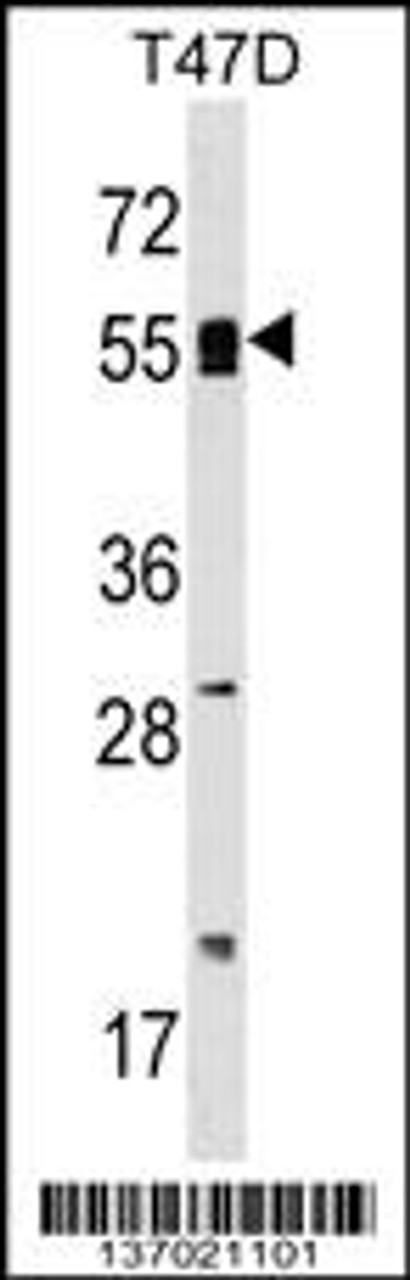 Western blot analysis in T47D cell line lysates (35ug/lane) .