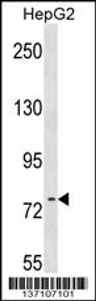 Western blot analysis in HepG2 cell line lysates (35ug/lane) .