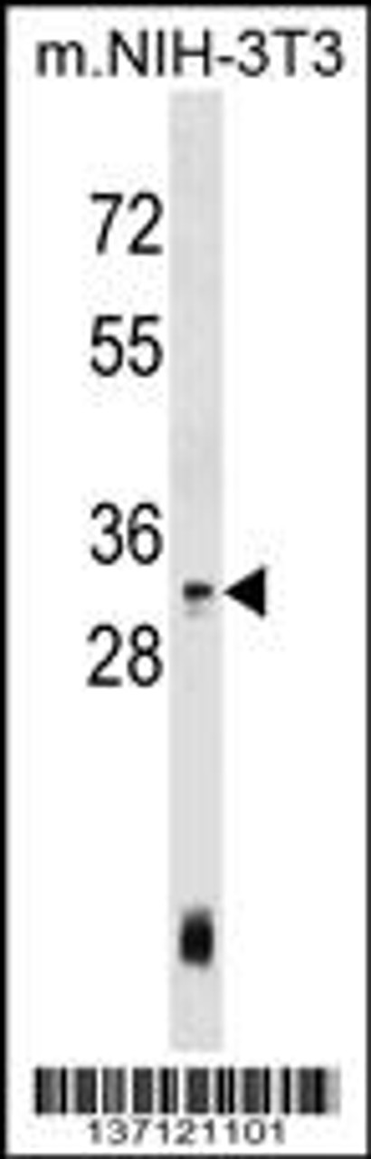 Western blot analysis in mouse NIH-3T3 cell line lysates (35ug/lane) .