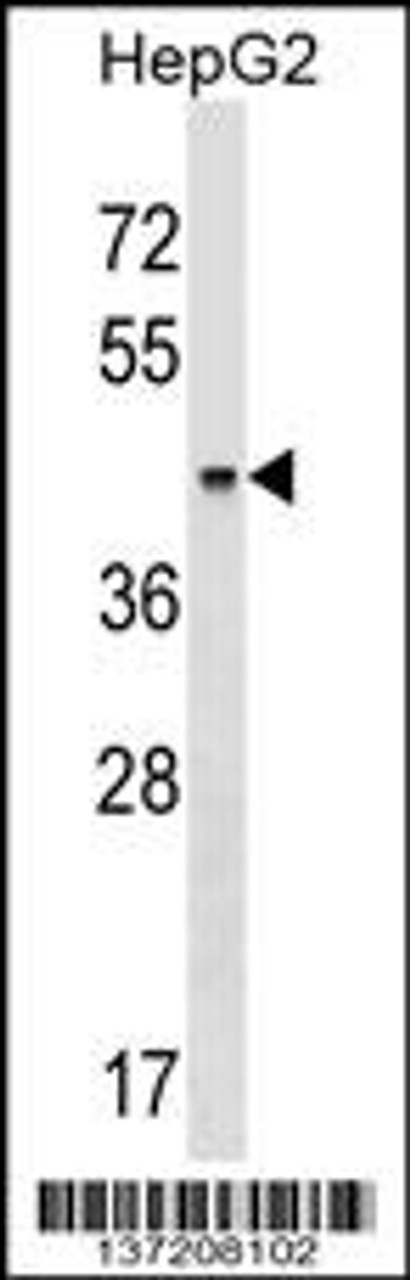 Western blot analysis in HepG2 cell line lysates (35ug/lane) .