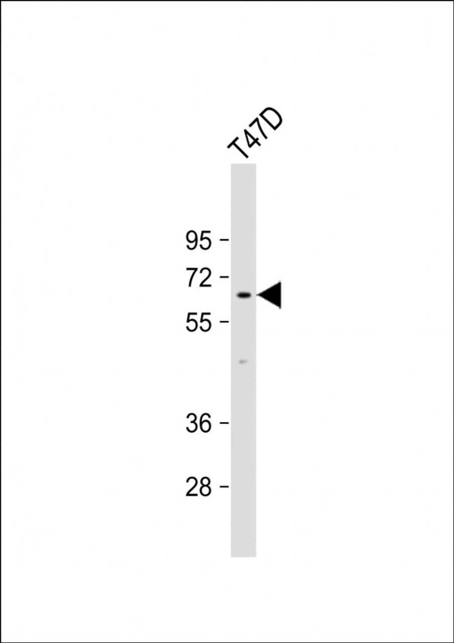 Western Blot at 1:1000 dilution + T47D whole cell lysate Lysates/proteins at 20 ug per lane.
