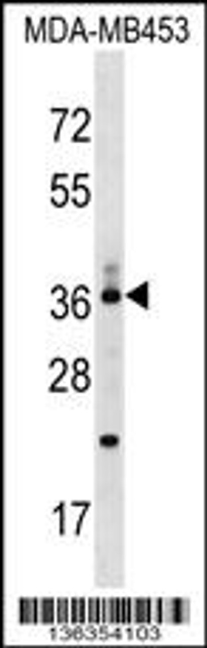 Western blot analysis in MDA-MB453 cell line lysates (35ug/lane) .This demonstrates the detected the CD68/CD68 (kpi) protein (arrow) .