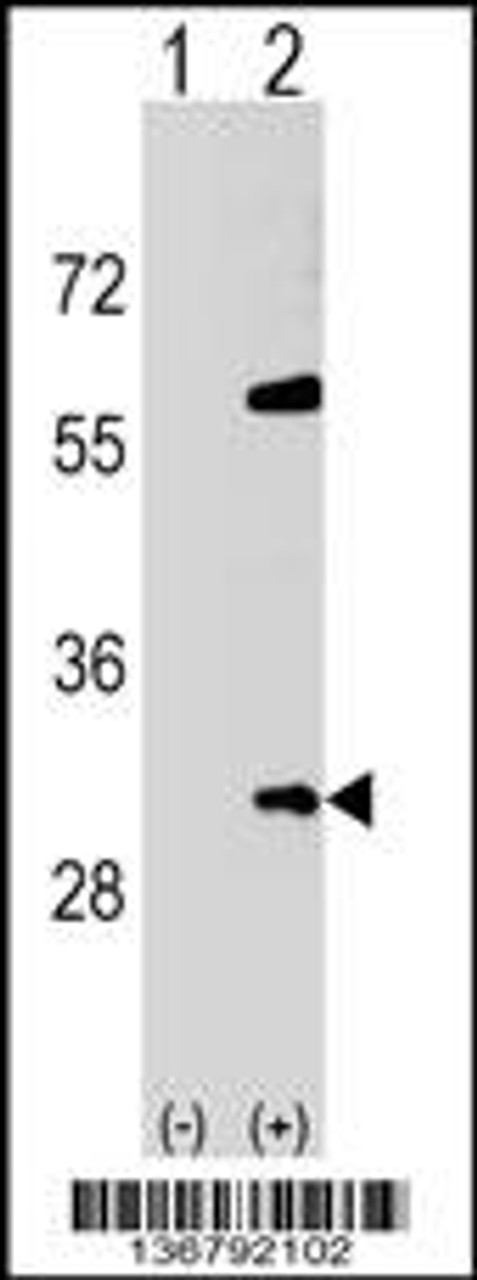 Western blot analysis of SNF8 using rabbit polyclonal SNF8 Antibody using 293 cell lysates (2 ug/lane) either nontransfected (Lane 1) or transiently transfected (Lane 2) with the SNF8 gene.