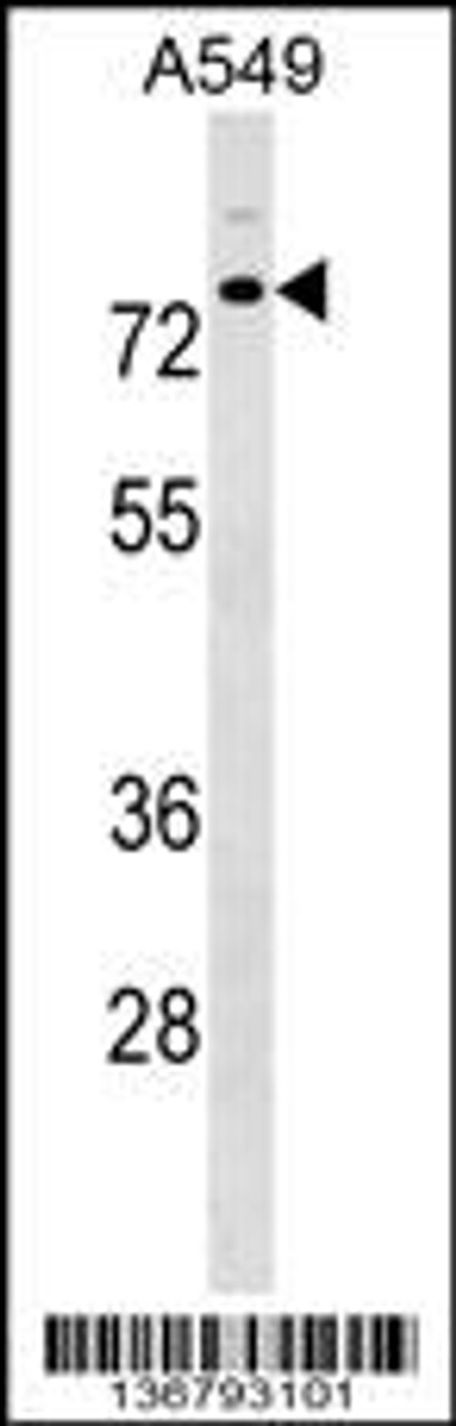 Western blot analysis in A549 cell line lysates (35ug/lane) .