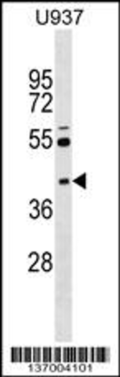 Western blot analysis in U937 cell line lysates (35ug/lane) .