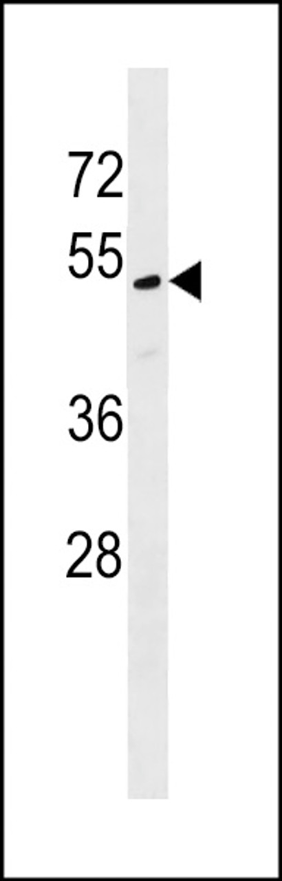 Western blot analysis in WiDr cell line lysates (35ug/lane) .