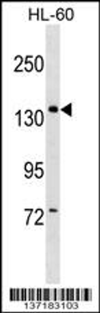 Western blot analysis in HL-60 cell line lysates (35ug/lane) .