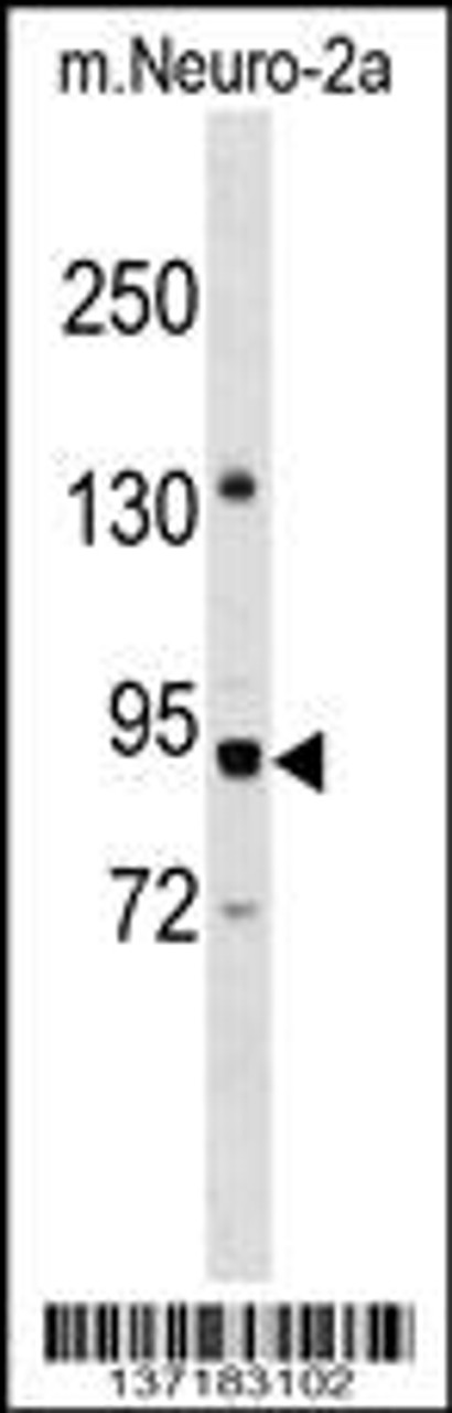 Western blot analysis in mouse Neuro-2a cell line lysates (35ug/lane) .