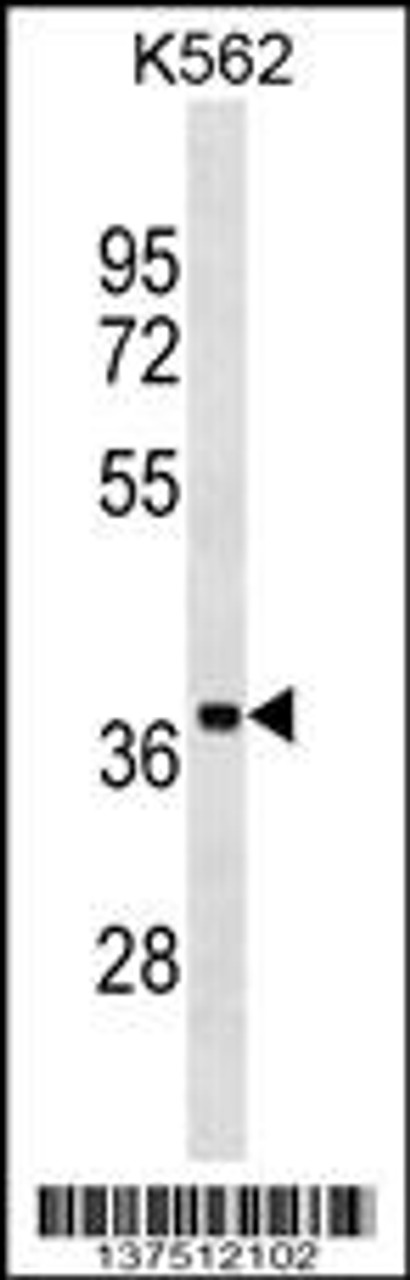 Western blot analysis in K562 cell line lysates (35ug/lane) .