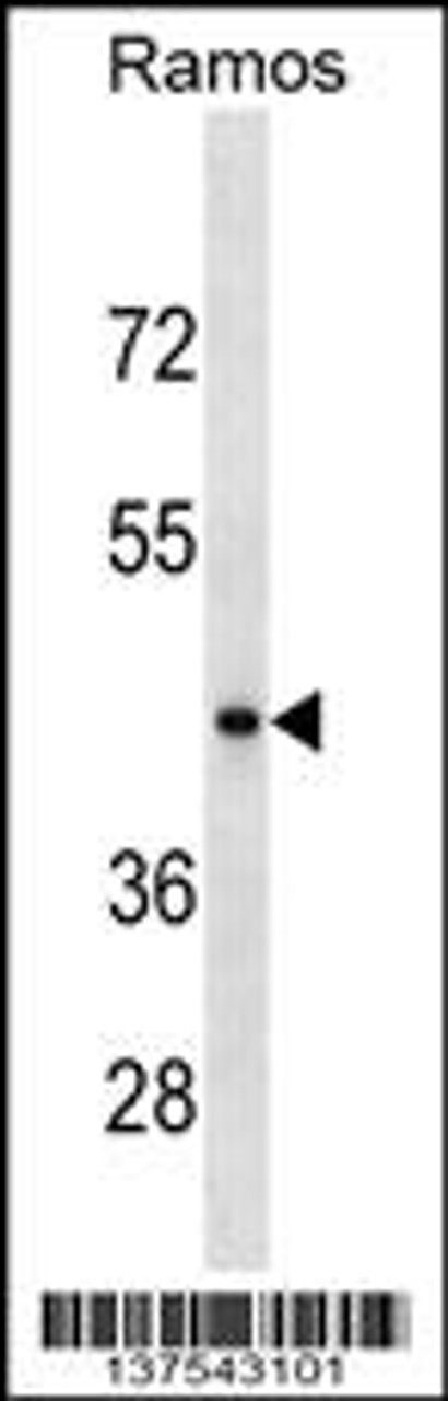 Western blot analysis in Ramos cell line lysates (35ug/lane) .