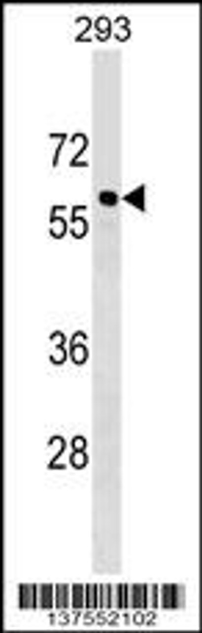 Western blot analysis in 293 cell line lysates (35ug/lane) .