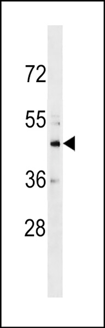 Western blot analysis in HL-60 cell line lysates (35ug/lane) .