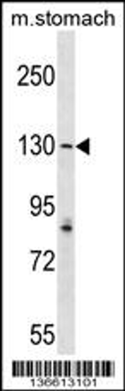 Western blot analysis in mouse stomach tissue lysates (35ug/lane) .