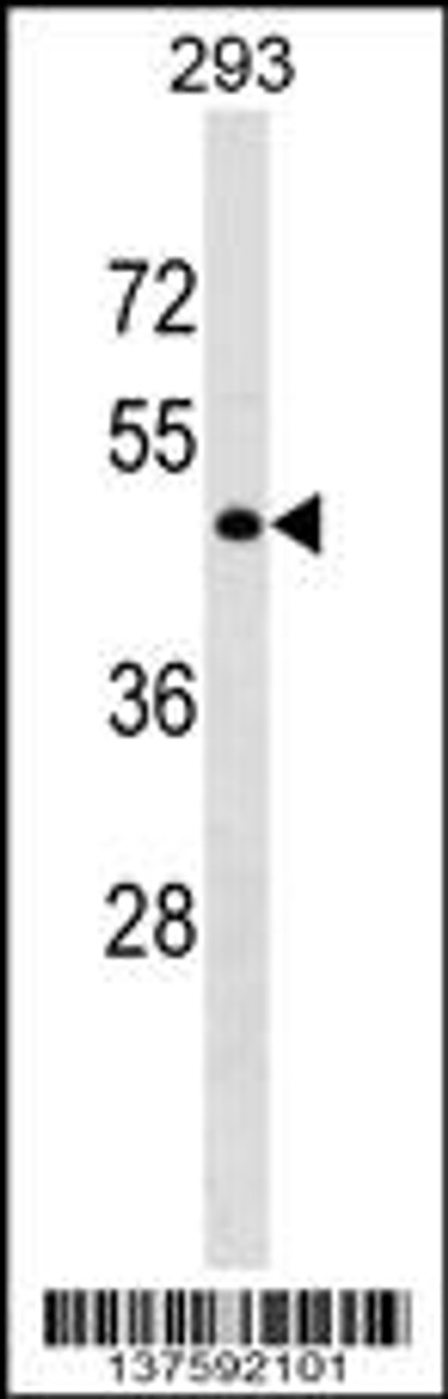 Western blot analysis in 293 cell line lysates (35ug/lane) .