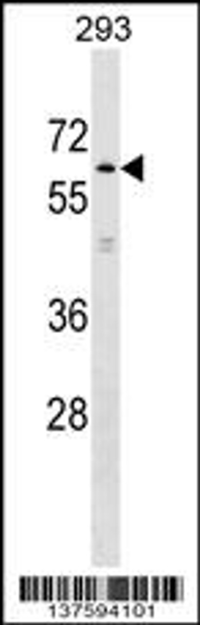 Western blot analysis in 293 cell line lysates (35ug/lane) .