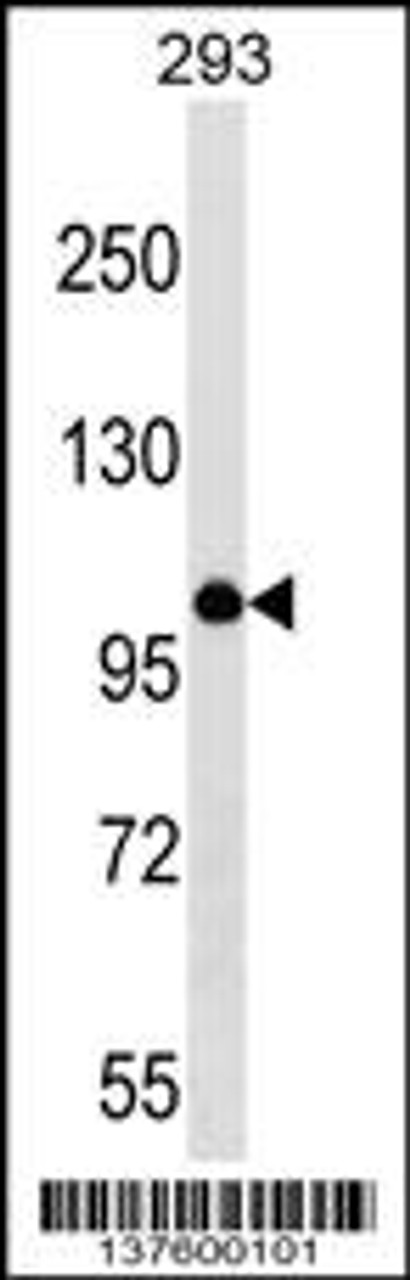 Western blot analysis in 293 cell line lysates (35ug/lane) .