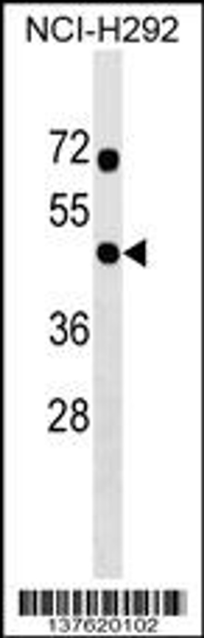 Western blot analysis in NCI-H292 cell line lysates (35ug/lane) .