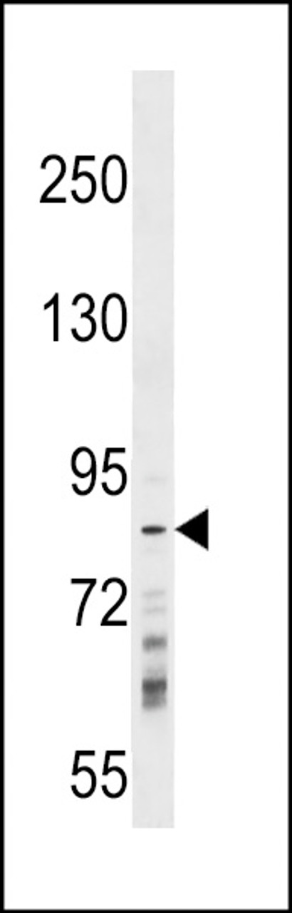 Western blot analysis in 293 cell line lysates (35ug/lane) .