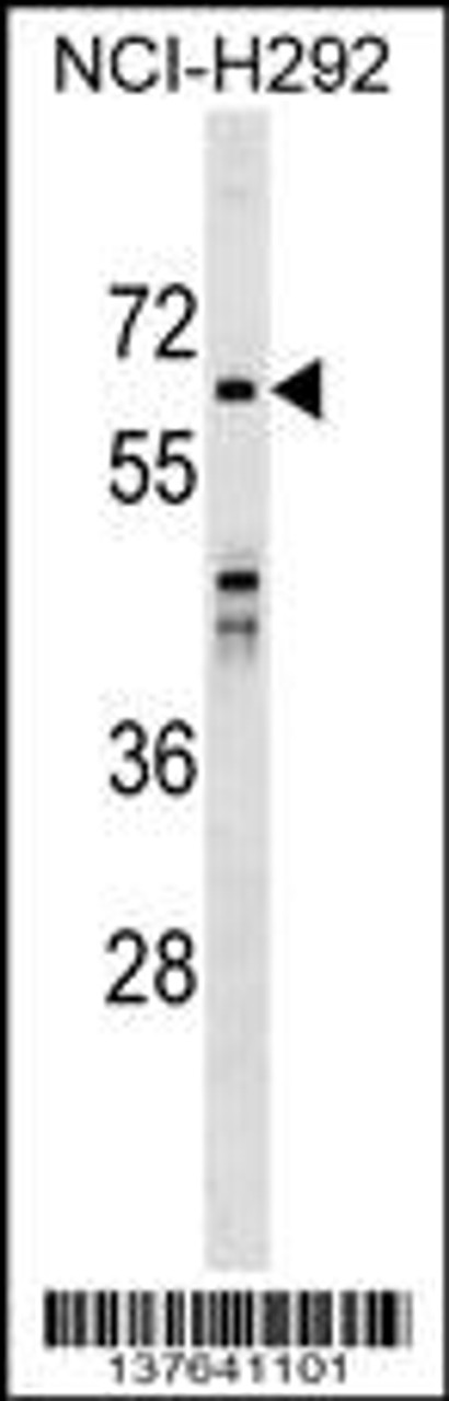 Western blot analysis in NCI-H292 cell line lysates (35ug/lane) .