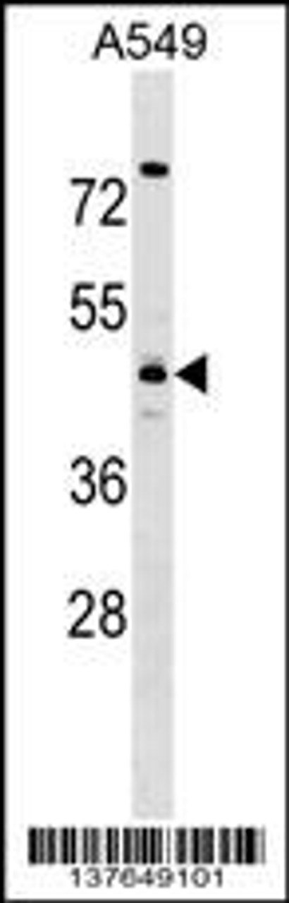 Western blot analysis in A549 cell line lysates (35ug/lane) .